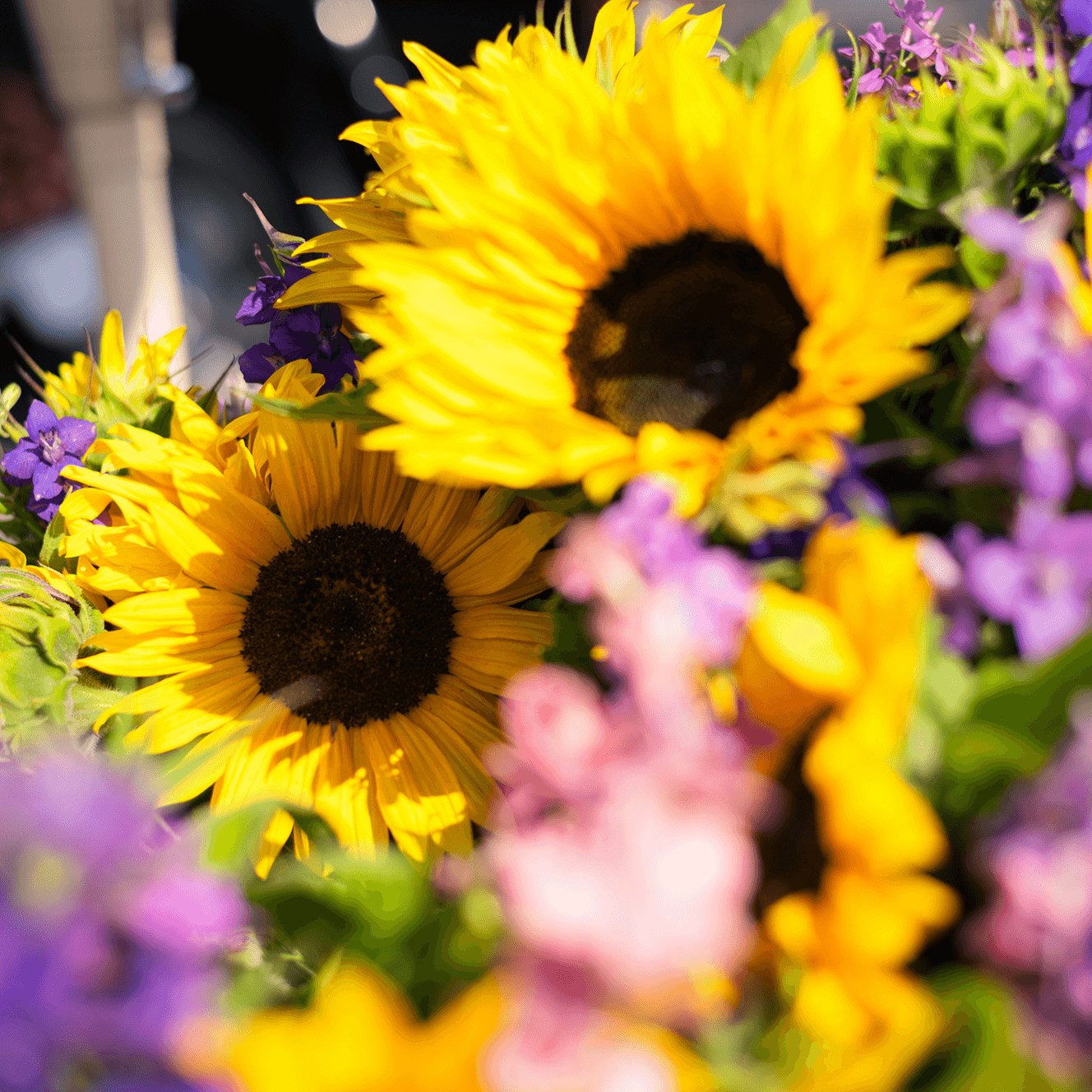 Clark Fork River Market