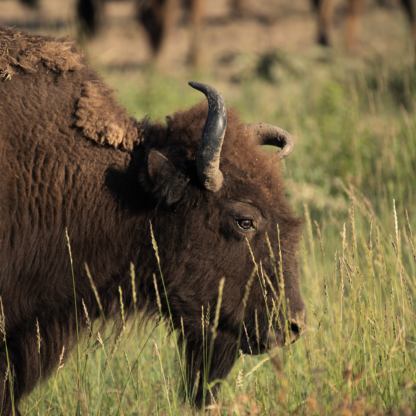 CSKT: Media Production